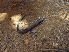 Caparaonia itaiquara