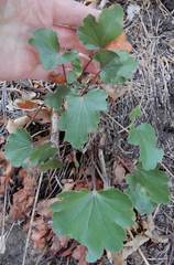 Heuchera parvifolia