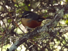 Microspingus lateralis