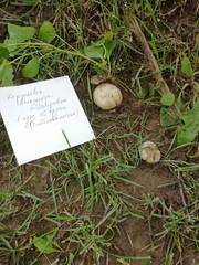 Agaricus arvensis