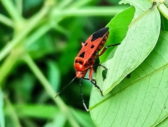 Physopelta slanbuschii