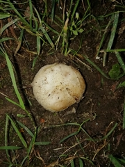 Agaricus arvensis