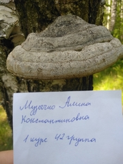 Fomes fomentarius