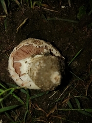 Agaricus arvensis