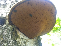 Fomes fomentarius
