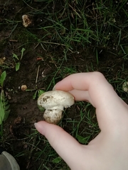 Agaricus arvensis