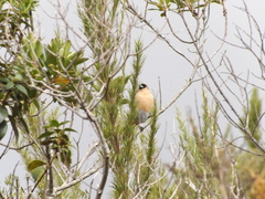 Schistochlamys ruficapillus
