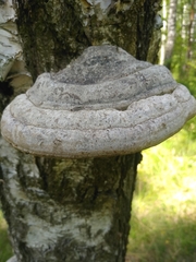 Fomes fomentarius