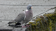 Columba palumbus