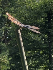 Libellula semifasciata