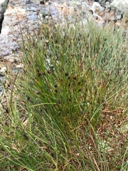 Oreojuncus trifidus