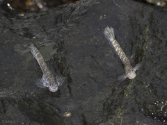 Andamia tetradactylus