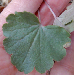 Heuchera parvifolia