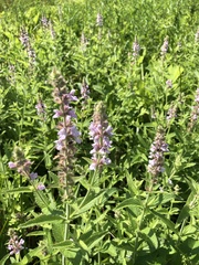 Stachys pilosa