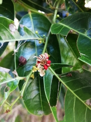 Glochidion harveyanum