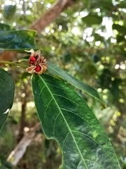 Glochidion harveyanum