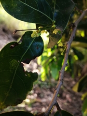 Glochidion harveyanum
