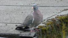 Columba palumbus