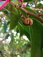 Glochidion harveyanum