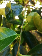 Glochidion harveyanum