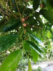Glochidion harveyanum