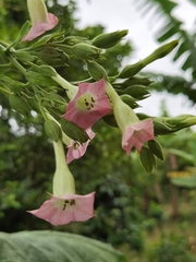 Image of Nicotiana tabacum