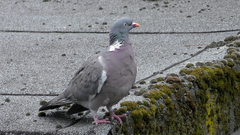 Columba palumbus