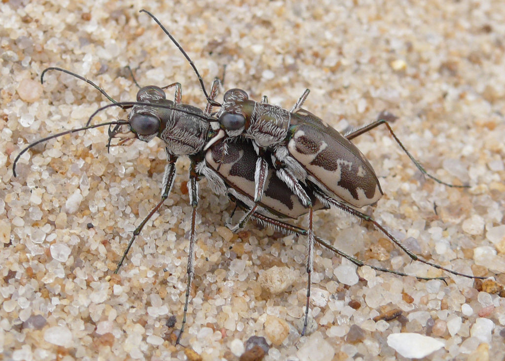 Puritan Tiger Beetle