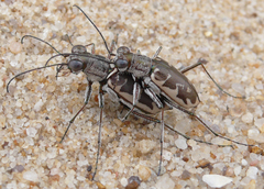 Ellipsoptera puritana