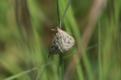 Loxostege aeruginalis