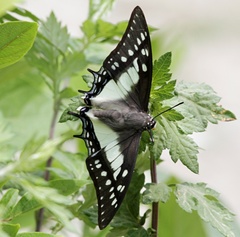 Polyura eudamippus