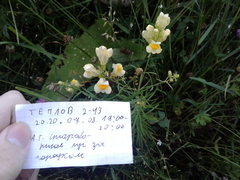 Linaria vulgaris