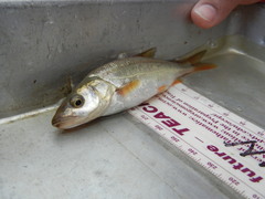 Ptychocheilus oregonensis