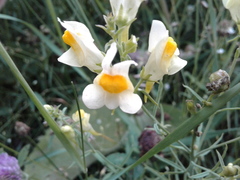Linaria vulgaris