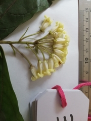 Pittosporum rubiginosum