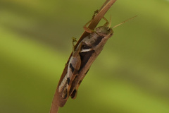 Stenocatantops angustifrons