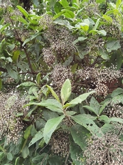 Vernonanthura patens