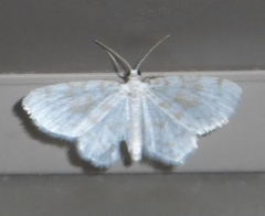 Hydrelia albifera
