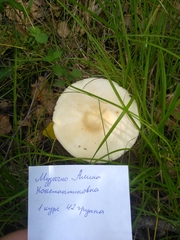 Tricholoma album