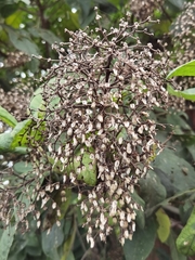 Vernonanthura patens