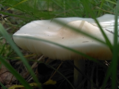 Tricholoma album