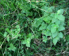 Pseudodictamnus africanus