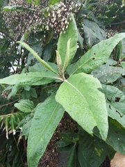 Vernonanthura patens