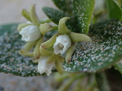 Cynanchum natalitium