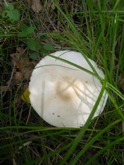 Tricholoma album