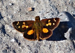 Dalla scylla
