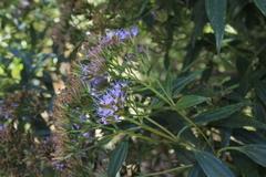 Chromolaena perglabra