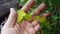 Ficus deltoidea