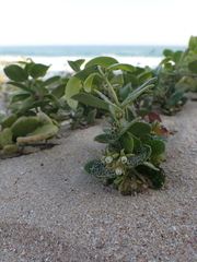 Cynanchum natalitium