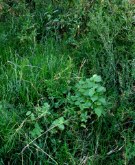 Pseudodictamnus africanus
